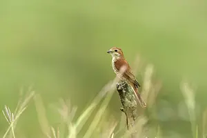 Collurio: Red-backed Shrike