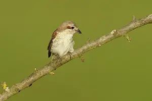 Collurio: Red-backed Shrike