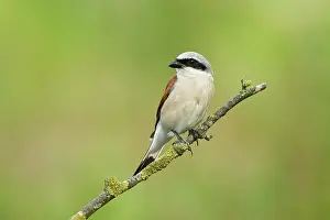 Collurio: Red-backed Shrike