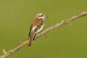 Collurio: Red-backed Shrike