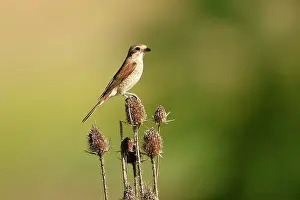 Collurio: Red-backed Shrike