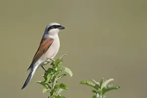Collurio: Red-backed Shrike