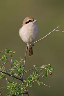Collurio: Red-backed Shrike