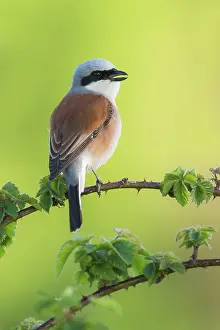 Collurio: Red-backed Shrike