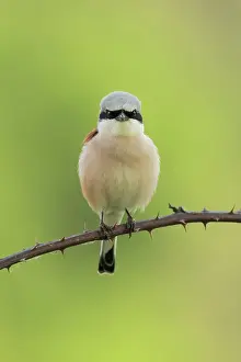 Collurio: Red-backed Shrike