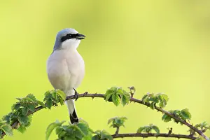 Collurio: Red-backed Shrike