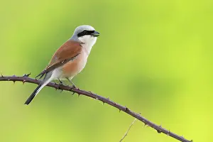 Collurio: Red-backed Shrike