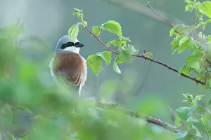 Collurio: Red-backed Shrike