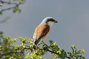 Collurio: Red Backed Shrike - adult male
