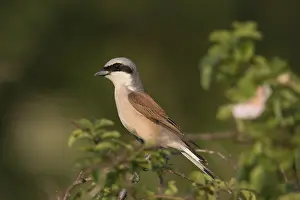 Collurio: Red-backed Shrike - adult male perched on a twig