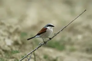 Collurio: Red-backed Shrike - on branch