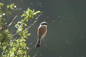 Collurio: Red-backed Shrike - on branch