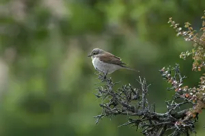 Collurio: Red-backed Shrike - on branch