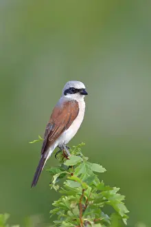 Collurio: Red-backed Shrike (Canius collurio) male on perch