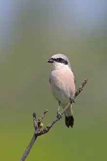 Collurio: Red-backed Shrike (Canius collurio) male on perch