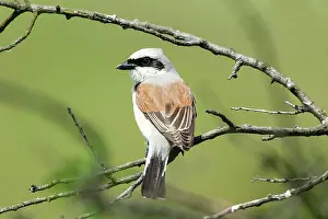 Collurio: Red-backed Shrike (Canius collurio) male on perch