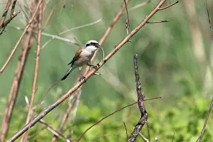 Collurio: Red-backed Shrike - eating reptile