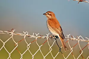 Collurio: Red- backed Shrike - female perched on barbed wire fence
