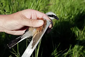 Collurio: Red-backed Shrike - having wing measured