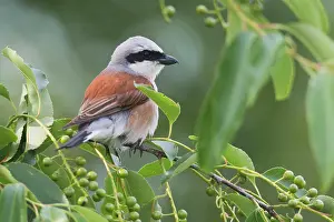 Collurio: Red-backed shrike (Lanius collurio), Emsland, Lower