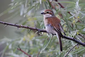 Danube: Red-backed Shrike (Lanius collurio), female, Danube