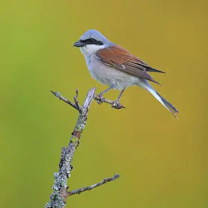 Cover: Red-backed Shrike (Lanius collurio), male on a blackthorn b