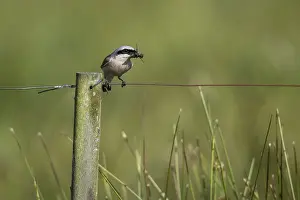 Shrike: Red-backed shrike (Lanius collurio)