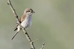 Relaxing: Red-backed shrike (Lanius collurio)