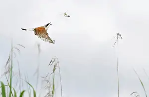 Odonate: Red-backed shrike (Lanius collurio) catching mating