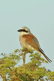 Perch: Red-backed Shrike (Lanius collurio), male on perch