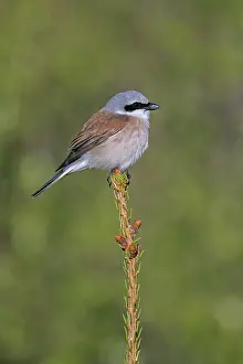 Swedish: Red-backed shrike (Lanius collurio) male perched in treetop