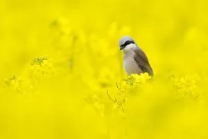 Collurio: Red-backed shrike (Lanius collurio), male, sitting