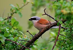 Thorns: Red-backed Shrike (Lanius collurio) skewering a