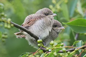 Collurio: Red-backed shrike (Lanius collurio), young birds