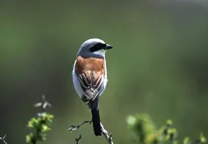 Shrike: RED-BACKED SHRIKE - male