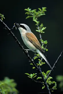 Bumble: Red-Backed Shrike - male with bumble-bee in beak