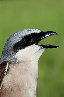 Collurio: Red-backed Shrike - Male with mouth open