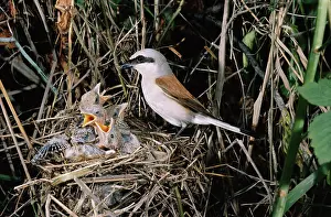 Father: RED-BACKED SHRIKE - male, at nest with chicks