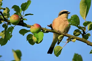 Collurio: Red-backed Shrike - male perched in apple tree
