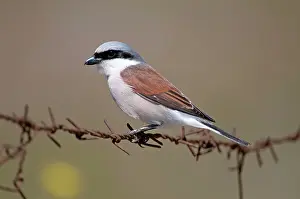 Collurio: Red- backed Shrike - male perched on barbed wire