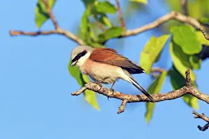 Collurio: Red-backed Shrike - male perched in tree Bulgaria