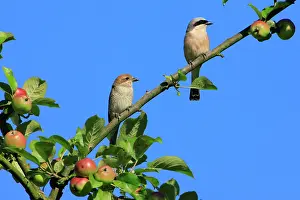 Collurio: Red-backed Shrike - pair perched in apple tree