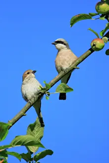 Collurio: Red-backed Shrike - pair perched in apple tree