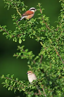 Collurio: Red-backed Shrike - pair perched on hedge