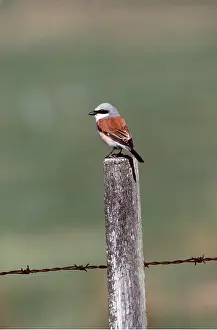 Posts: RED-BACKED SHRIKE - on post