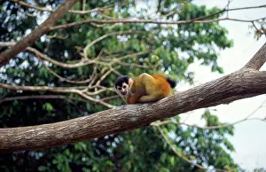 Douglas Napier: Red-backed Squirrel Monkey - sits on branch