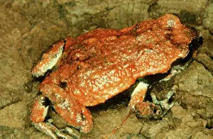 Coriacea: Red-backed toadlet - a small frog of coastal areas