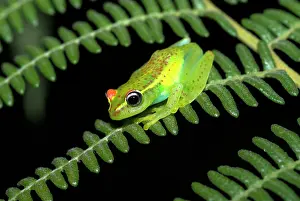 Boophis: Red-backed Tree Frog - endemic