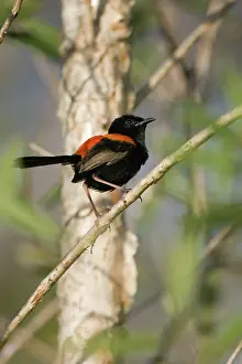 Melanocephalus: Red-Backed Wren. Male