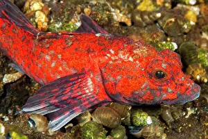Siberia: Red Baikal sculpin (Procottus jeittelesii), Lake